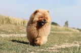 CHOW CHOW 040